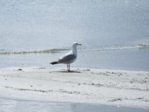 Möwe am Strand.